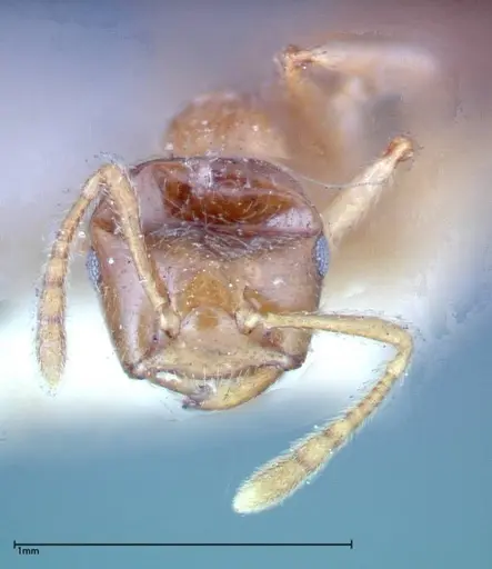 Crematogaster decamera specimen FOCOL0271-3 image focol0271-3_2