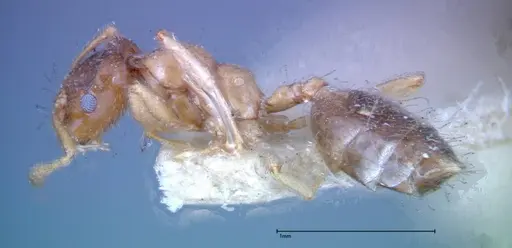 Crematogaster decamera specimen FOCOL0271-3 image focol0271-3_3