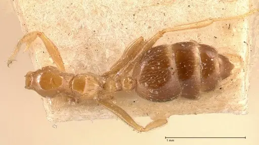 Crematogaster decamera specimen FOCOL0700-1 image focol0700-1_1