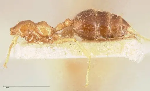 Crematogaster decamera specimen FOCOL0700-1 image focol0700-1_2