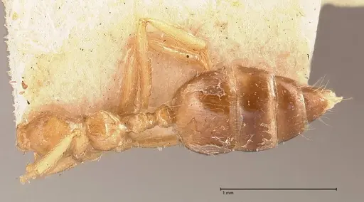 Crematogaster decamera specimen FOCOL0700-2 image focol0700-2_1