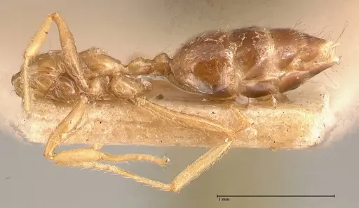 Crematogaster decamera specimen FOCOL0700-2 image focol0700-2_2