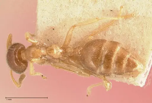 Crematogaster decamera specimen FOCOL0700-3 image focol0700-3_1