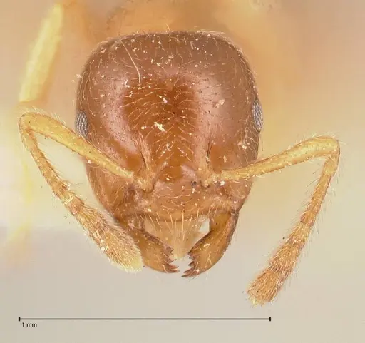 Crematogaster decamera specimen FOCOL0700-3 image focol0700-3_2