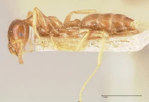 Crematogaster decamera specimen FOCOL0700-3 image focol0700-3_3
