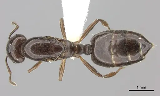 Crematogaster degeeri specimen CASENT0012763 image casent0012763_1