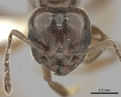 Crematogaster degeeri specimen CASENT0012763 image casent0012763_2