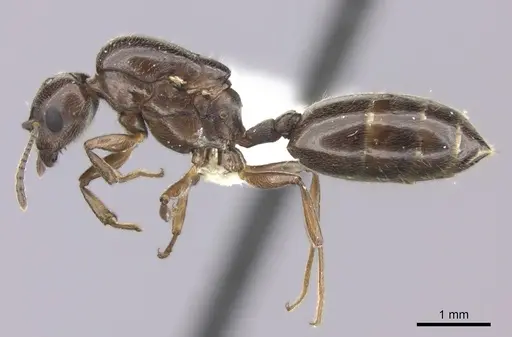 Crematogaster degeeri specimen CASENT0012763 image casent0012763_3