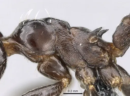 Crematogaster degeeri specimen CASENT0071423 image casent0071423_1
