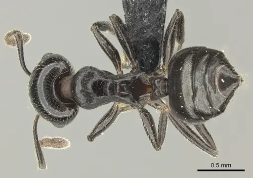 Crematogaster degeeri specimen CASENT0071425 image casent0071425_1