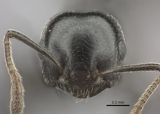 Crematogaster degeeri specimen CASENT0071425 image casent0071425_2
