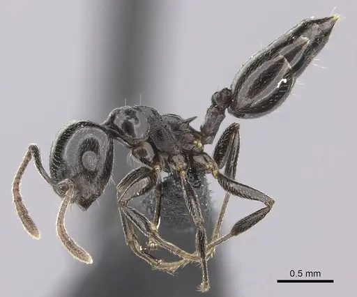 Crematogaster degeeri specimen CASENT0071425 image casent0071425_3