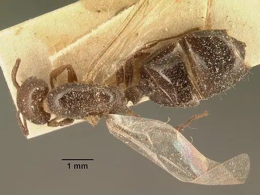 Crematogaster degeeri specimen CASENT0101170 image casent0101170_1