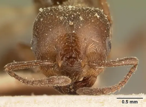 Crematogaster degeeri specimen CASENT0101170 image casent0101170_2