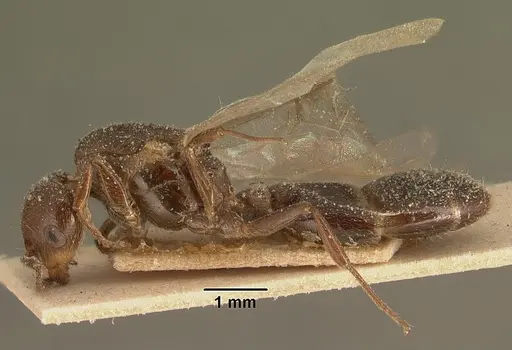 Crematogaster degeeri specimen CASENT0101170 image casent0101170_3