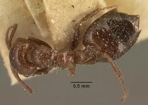 Crematogaster degeeri specimen CASENT0101171 image casent0101171_1