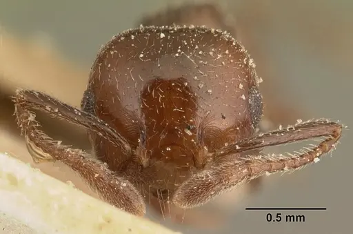 Crematogaster degeeri specimen CASENT0101171 image casent0101171_2