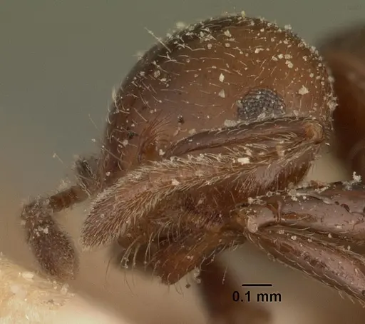 Crematogaster degeeri specimen CASENT0101171 image casent0101171_3