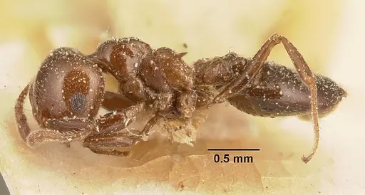 Crematogaster degeeri specimen CASENT0101171 image casent0101171_4