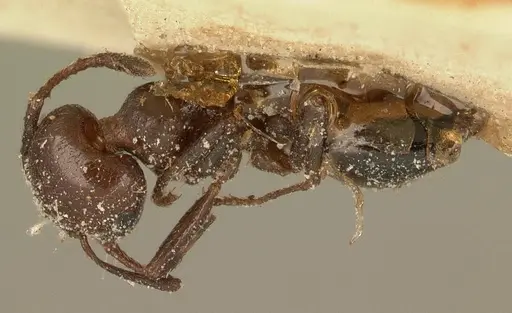 Crematogaster degeeri specimen CASENT0101172 image casent0101172_1