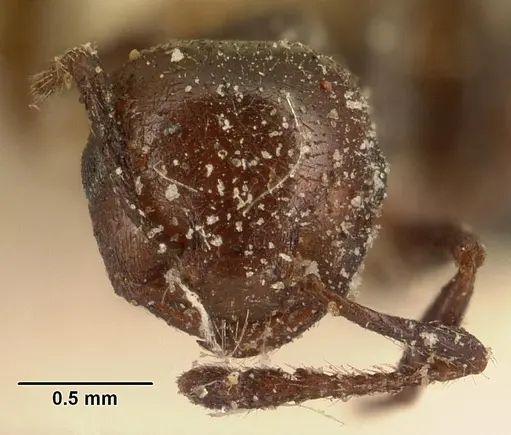 Crematogaster degeeri specimen CASENT0101172 image casent0101172_2