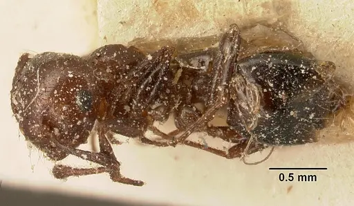 Crematogaster degeeri specimen CASENT0101172 image casent0101172_3