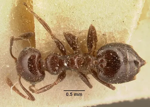 Crematogaster degeeri specimen CASENT0101173 image casent0101173_1