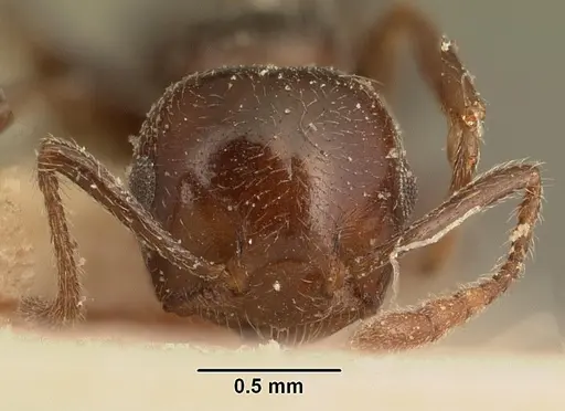 Crematogaster degeeri specimen CASENT0101173 image casent0101173_2