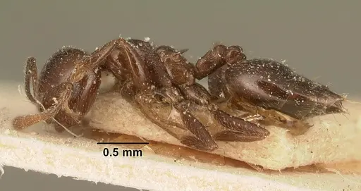 Crematogaster degeeri specimen CASENT0101173 image casent0101173_3