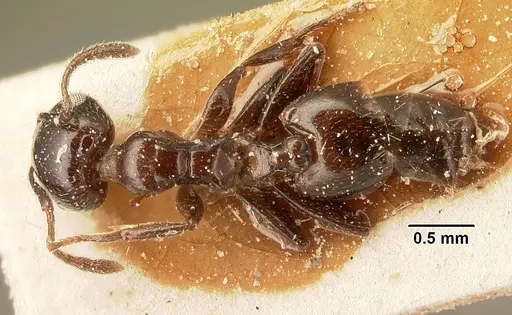 Crematogaster degeeri specimen CASENT0101174 image casent0101174_1