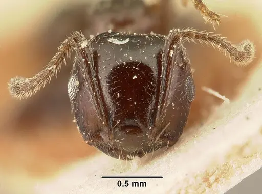 Crematogaster degeeri specimen CASENT0101174 image casent0101174_2