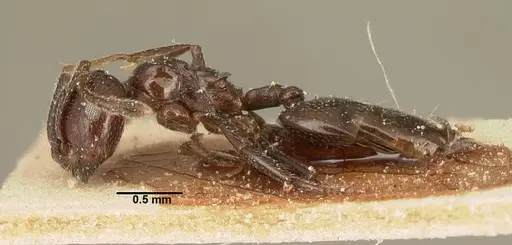Crematogaster degeeri specimen CASENT0101174 image casent0101174_3