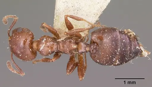 Crematogaster degeeri specimen CASENT0101597 image casent0101597_1