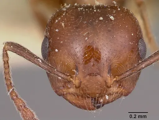 Crematogaster degeeri specimen CASENT0101597 image casent0101597_2