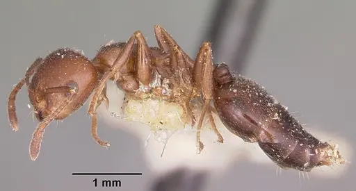 Crematogaster degeeri specimen CASENT0101597 image casent0101597_3