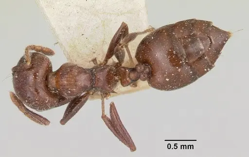 Crematogaster degeeri specimen CASENT0101690 image casent0101690_1