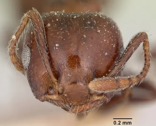 Crematogaster degeeri specimen CASENT0101690 image casent0101690_2