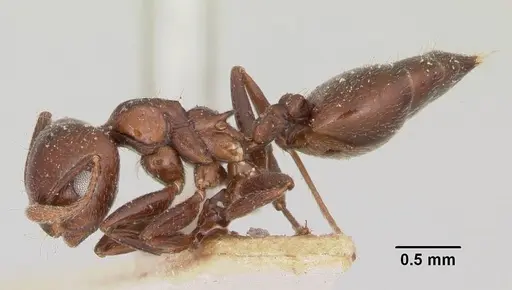 Crematogaster degeeri specimen CASENT0101690 image casent0101690_3