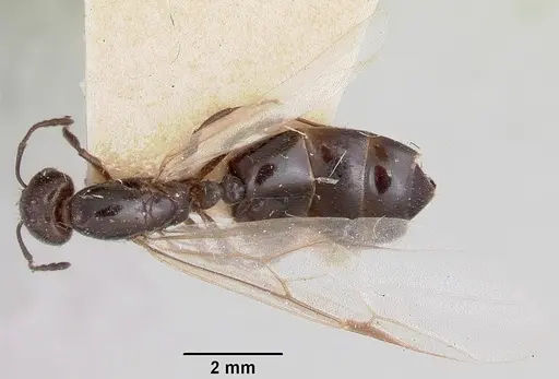 Crematogaster degeeri specimen CASENT0101907 image casent0101907_1