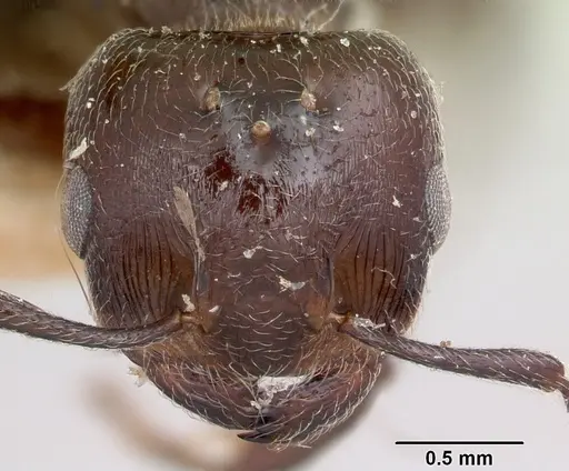 Crematogaster degeeri specimen CASENT0101907 image casent0101907_2