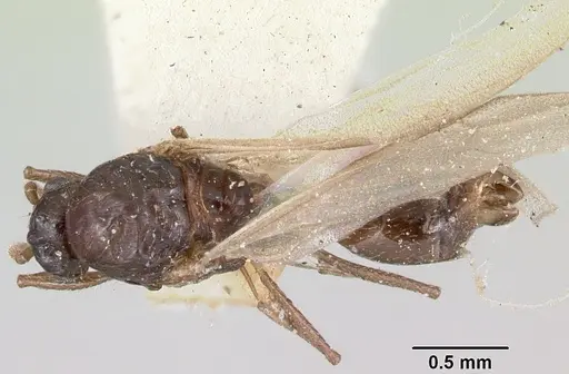 Crematogaster degeeri specimen CASENT0101984 image casent0101984_1