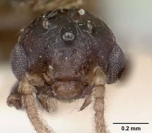 Crematogaster degeeri specimen CASENT0101984 image casent0101984_2