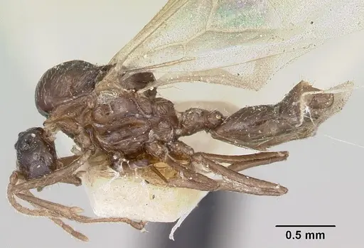 Crematogaster degeeri specimen CASENT0101984 image casent0101984_3