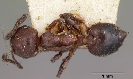 Crematogaster degeeri specimen CASENT0102941 image casent0102941_1