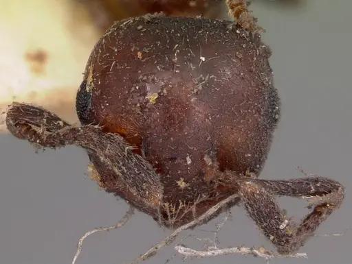 Crematogaster degeeri specimen CASENT0102941 image casent0102941_2
