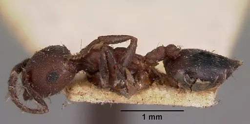 Crematogaster degeeri specimen CASENT0102941 image casent0102941_3