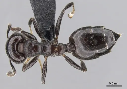 Crematogaster degeeri specimen CASENT0118982 image casent0118982_1