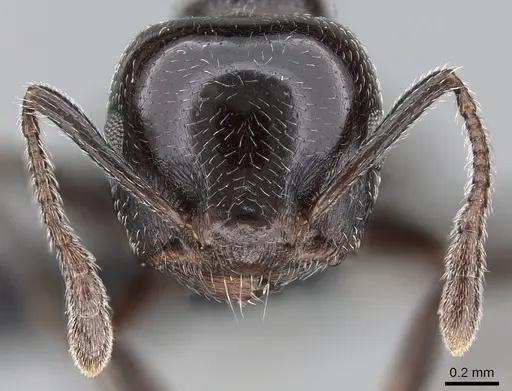 Crematogaster degeeri specimen CASENT0118982 image casent0118982_2