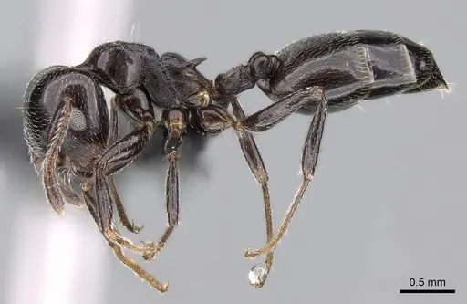 Crematogaster degeeri specimen CASENT0118982 image casent0118982_3