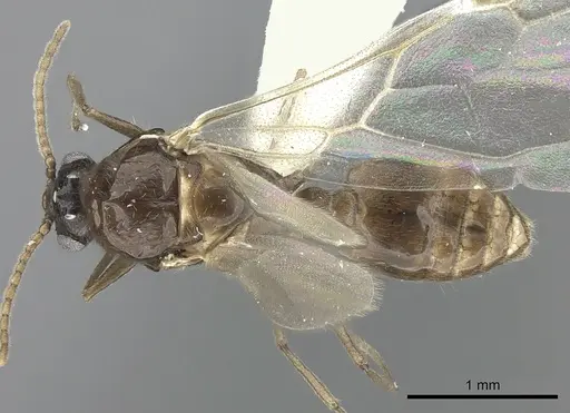 Crematogaster degeeri specimen CASENT0127520 image casent0127520_1